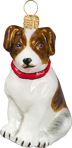 Jack Russell Terrier- Brown and White with Red Collar