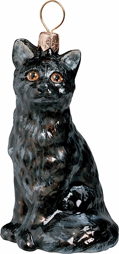 American Shorthair Cat- Black