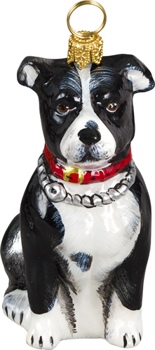 American Staffordshire <br>Terrier- Black and White