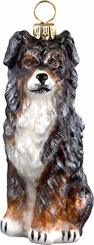 Australian Shepherd <br>Blue Merle
