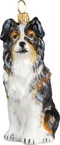 Australian Shepherd- Tri-Color