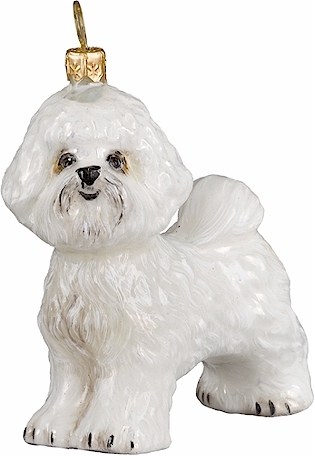 Bichon Frise