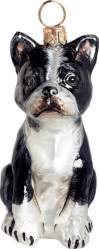 Boston Terrier