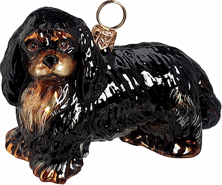 Cavalier King Charles- BlackTan