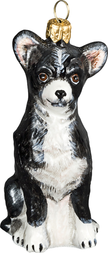 Chihuahua- Black and White