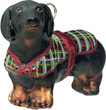 Dachshund Black in Coat