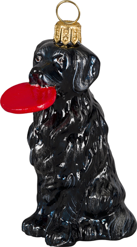 Flat Coated Retriever 