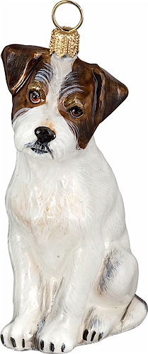 Jack Russel Terrier- Rough Coat