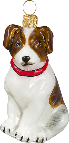 Jack Russell Terrier- Brown and <br>White with Red Collar
