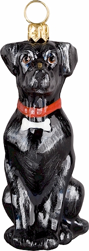 Lab Balck with Dogbone Collar