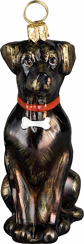 Lab Chocolate with <br>Dogbone Collar