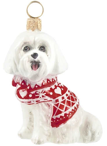 Maltese in Nordic Sweater