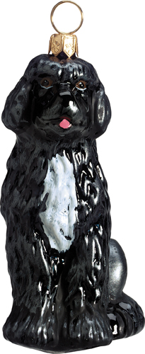 Portuguese Water Dog