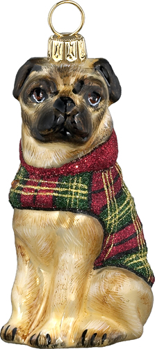 Pug Fawn in Tartan Coat