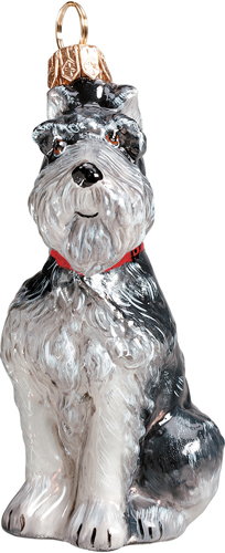 Schnauzer Gray